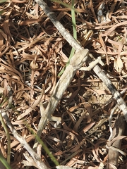 Chamaeleo chamaeleon