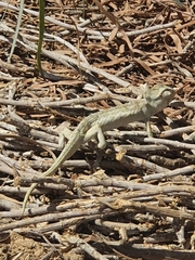 Chamaeleo chamaeleon