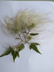 Clematis montevidensis