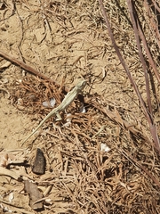 Chamaeleo chamaeleon