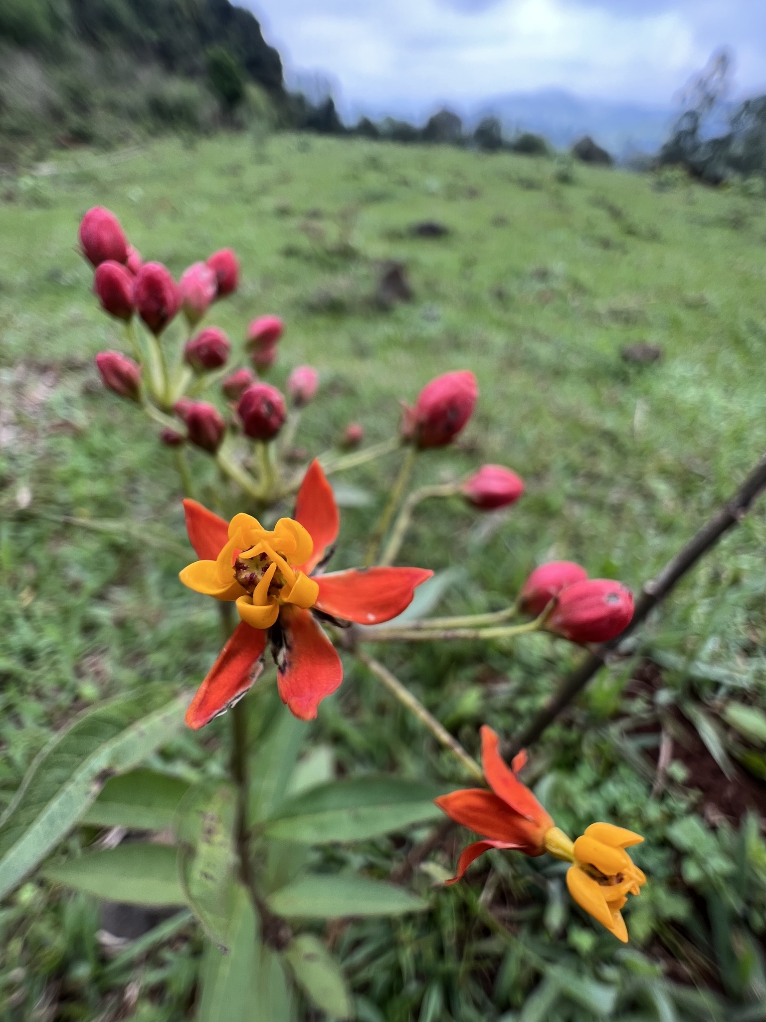 Asclepias curassavica