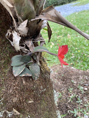 Cattleya acuensis, photograph 5