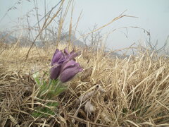 Pulsatilla chinensis