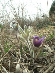 Pulsatilla chinensis