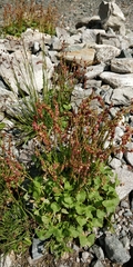 Oxyria digyna