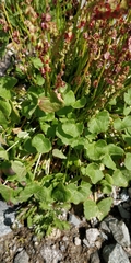 Oxyria digyna