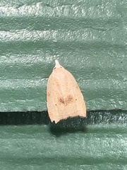 Coelostathma discopunctana