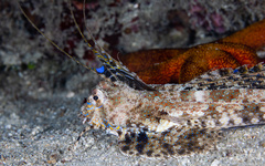 Dactylopus dactylopus