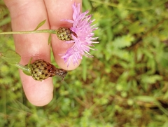 Centaurea nigrescens