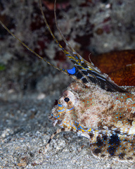 Dactylopus dactylopus