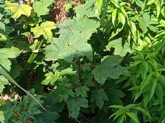 Rhytisma acerinum