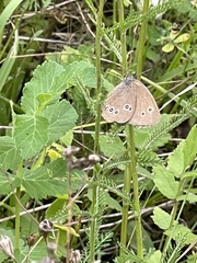 Aphantopus hyperantus
