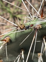 Astata
