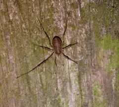 Paroligolophus agrestis