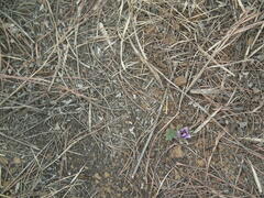 Pulsatilla chinensis