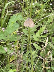 Aphantopus hyperantus