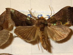 Diachrysia chrysitis