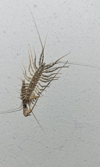 Scutigeridae