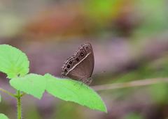 Mycalesis mineus