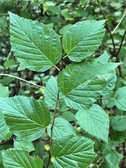 Neviusia alabamensis