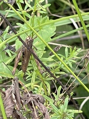 Chorthippus macrocerus