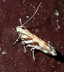 Aristotelia roseosuffusella