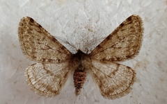 Phigalia pilosaria