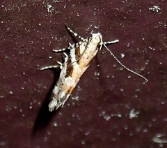 Aristotelia roseosuffusella