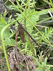 Chorthippus macrocerus