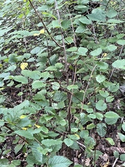 Neviusia alabamensis