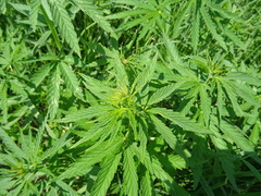Cannabis sativa spontanea