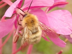 Bombus honshuensis