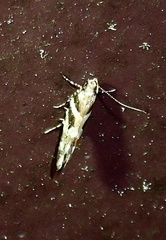 Aristotelia roseosuffusella