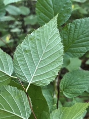 Neviusia alabamensis