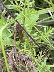 Chorthippus macrocerus