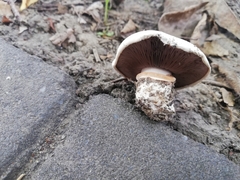 Agaricus bitorquis