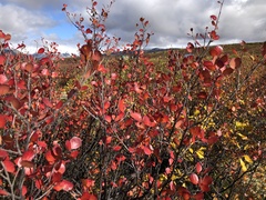Betula nana
