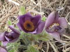 Pulsatilla chinensis