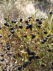 Chrysojasminum fruticans