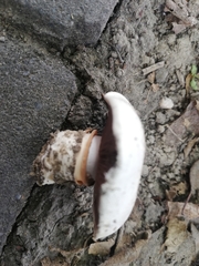 Agaricus bitorquis