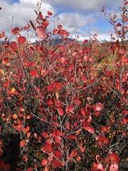 Betula nana