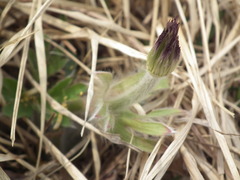 Pulsatilla chinensis