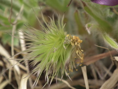 Pulsatilla chinensis