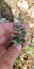 Artemisia absinthium