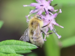 Bombus honshuensis