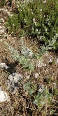 Artemisia absinthium