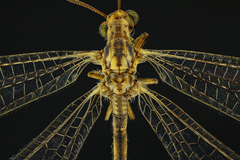 Myrmeleontidae