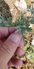 Artemisia absinthium