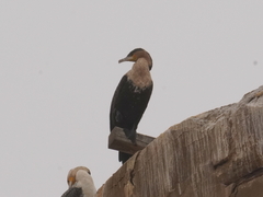 Phalacrocorax carbo lucidus
