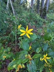 Helianthus microcephalus